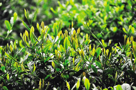 2018金球奖30人终极候选名单:C罗、梅西、莫德里奇、本泽马在列‘足球赌注软件’(图3) 足球赌注软件APP