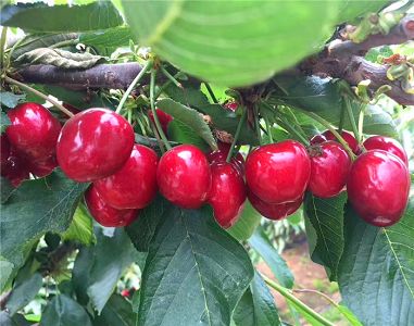 十大足球赌注软件