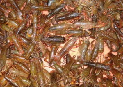 十大足球赌注软件